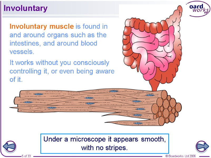 Involuntary Involuntary muscle is found in and around organs such as the intestines, and